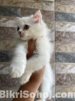Pure persian Cat